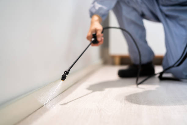 Wasp Removal Services in Lovington, NM