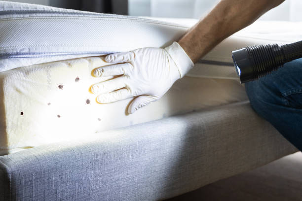 Best Affordable Pest Control Services  in Lovington, NM